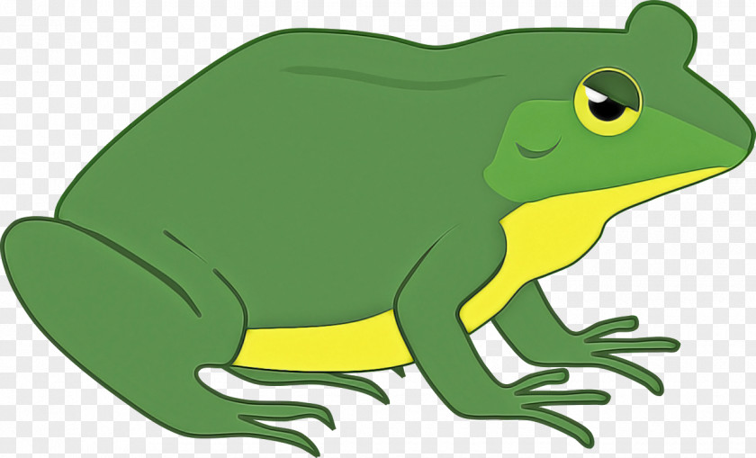 Amphibians True Frog Toad Frogs Cartoon PNG