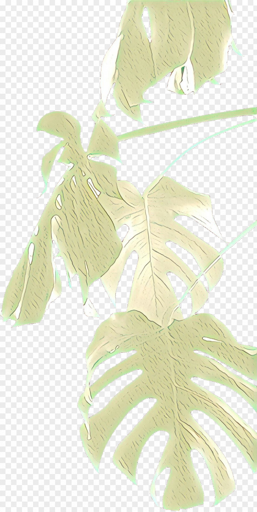 Anthurium Flower Banana Leaf PNG