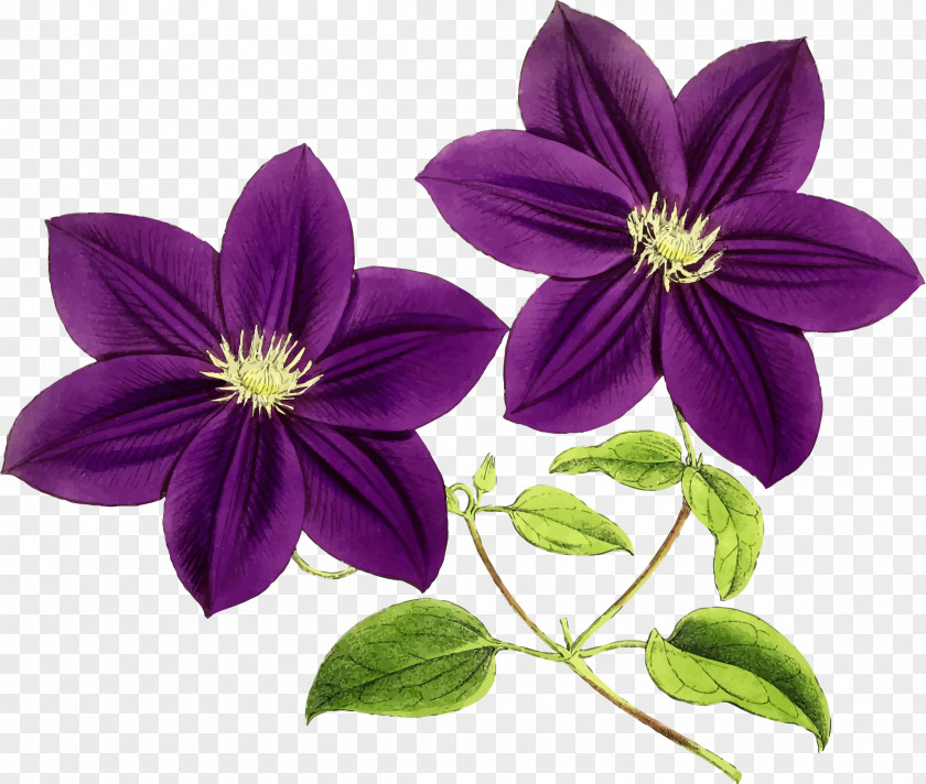 Callalily Flower Purple Violet Clip Art PNG
