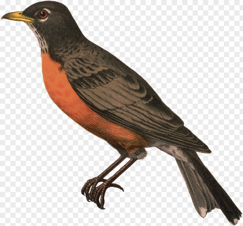 Cuckoo Songbird Robin Bird PNG
