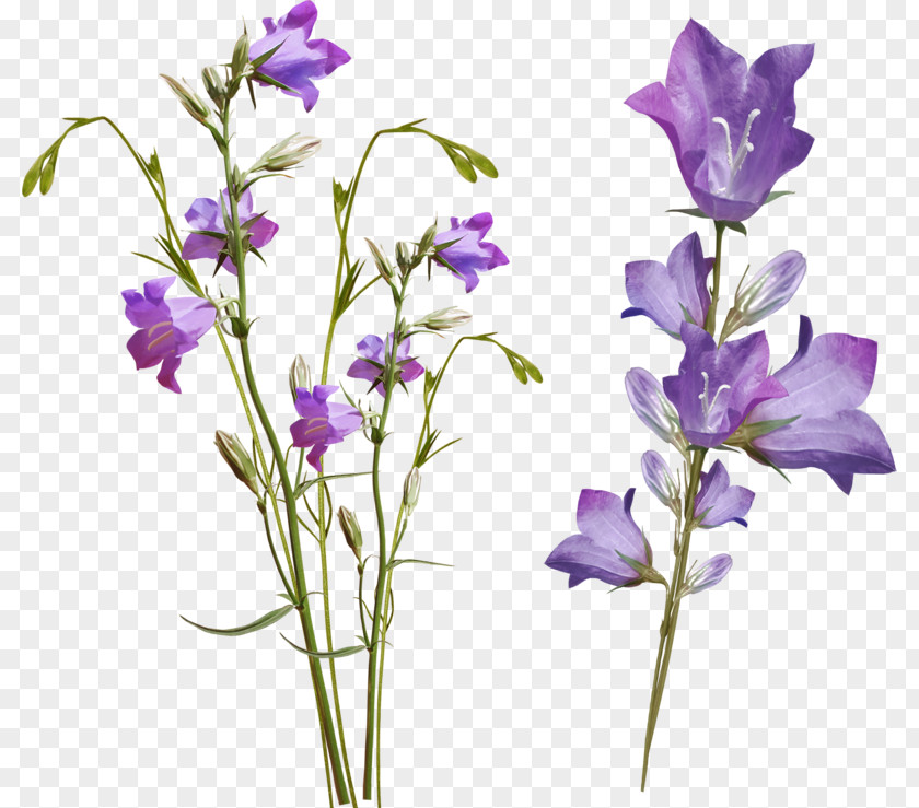 Flower Bellflowers Clip Art PNG