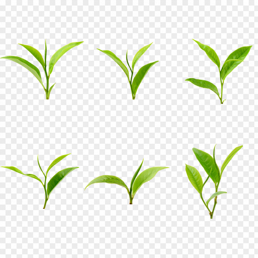 Green Grass Leaf Branch PNG