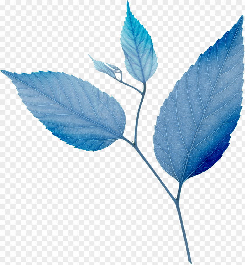 Leaf Blue Green PNG