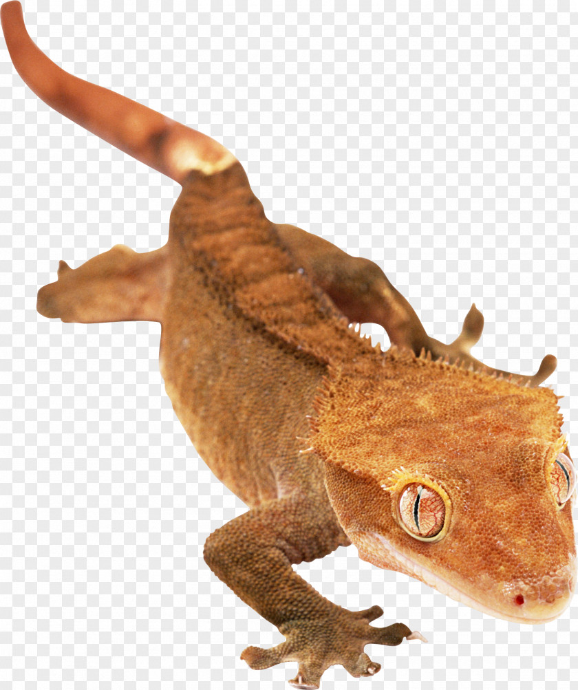 Lizard Agamas Gecko Chameleons Snake PNG