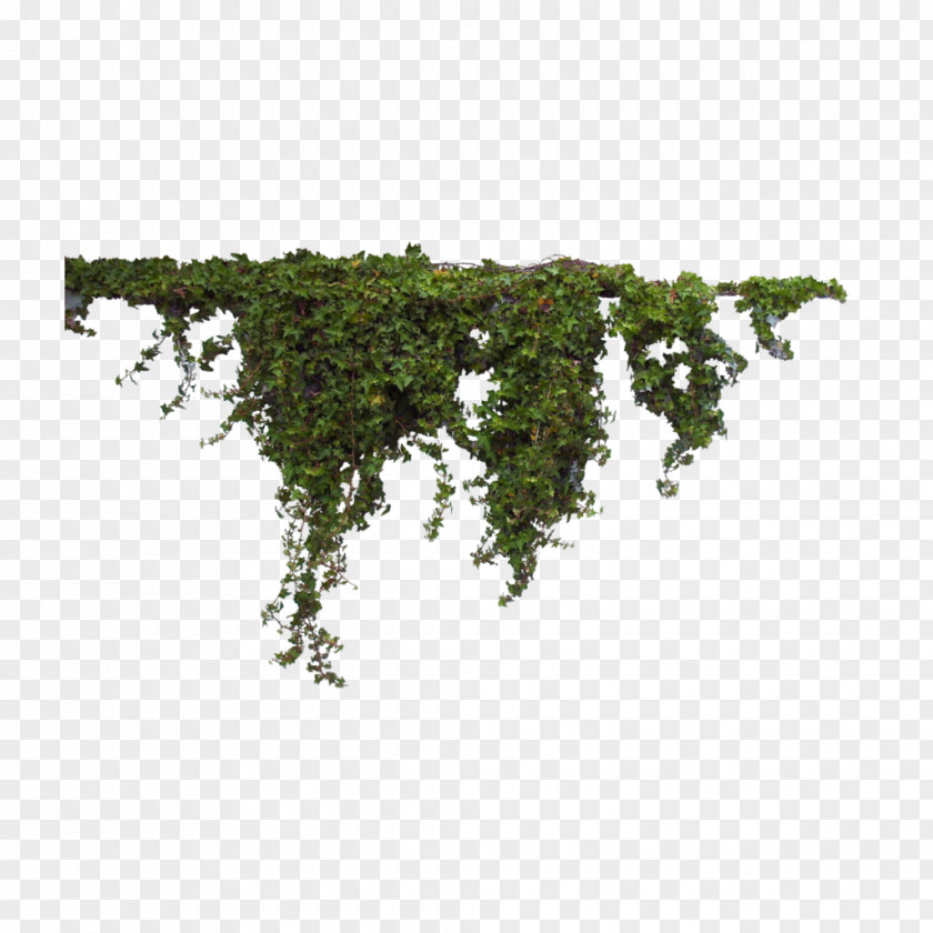 Moss Java Clip Art Transparency Vector Graphics Image PNG