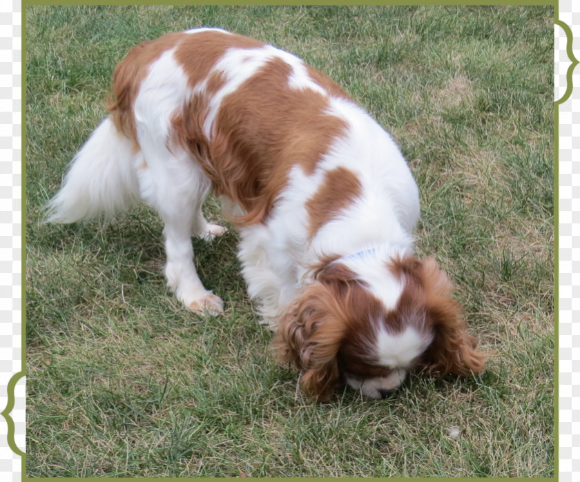 Puppy Welsh Springer Spaniel Cavalier King Charles English Dog Breed PNG