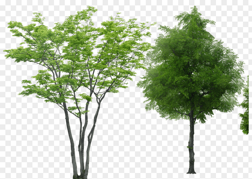 Tree Rendering PNG