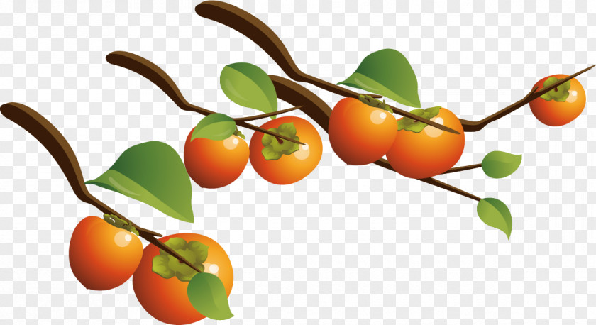 Vector Persimmon Tree Branch Japanese Fruit PNG