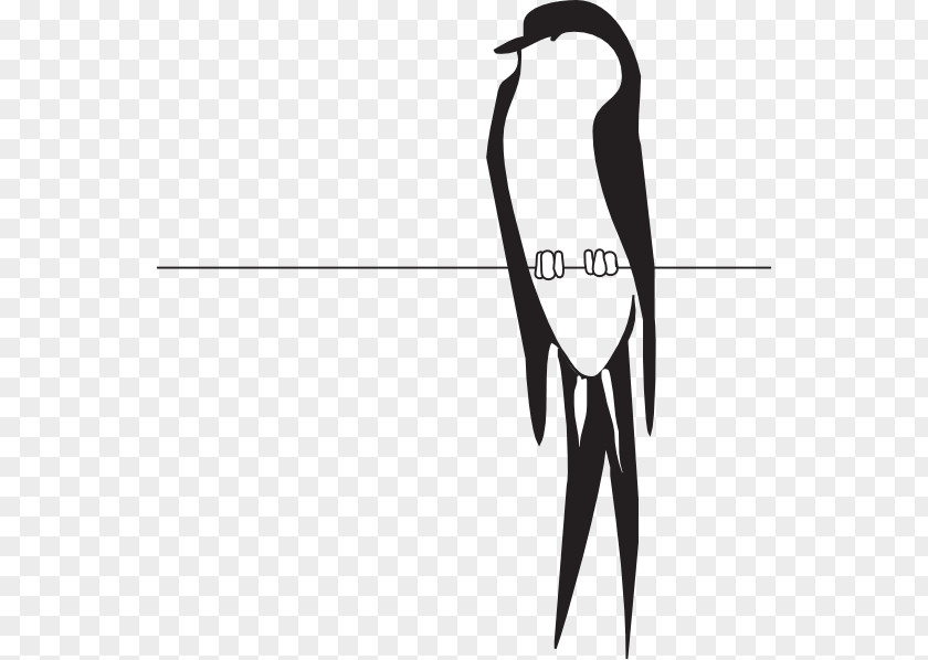 Bird On Wire Clip Art Vector Graphics Download PNG