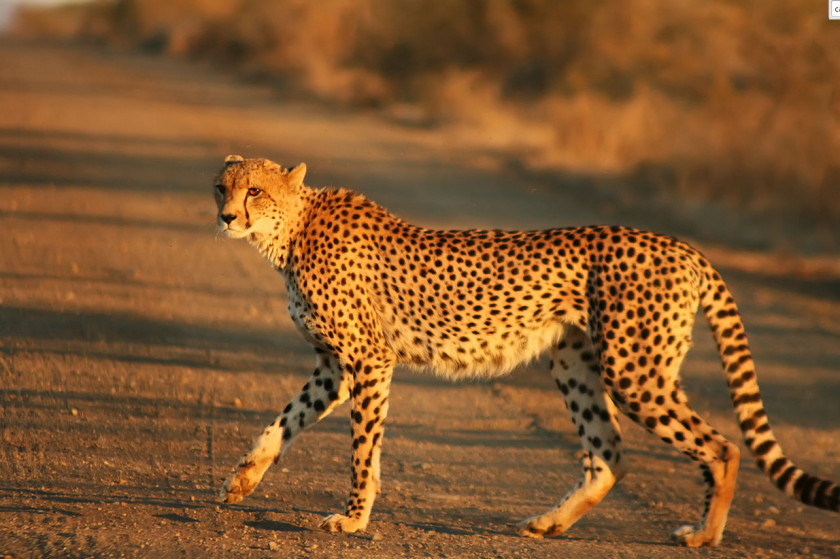 Cheetah Felinae Wikipedia Big Cat Fastest Animals PNG