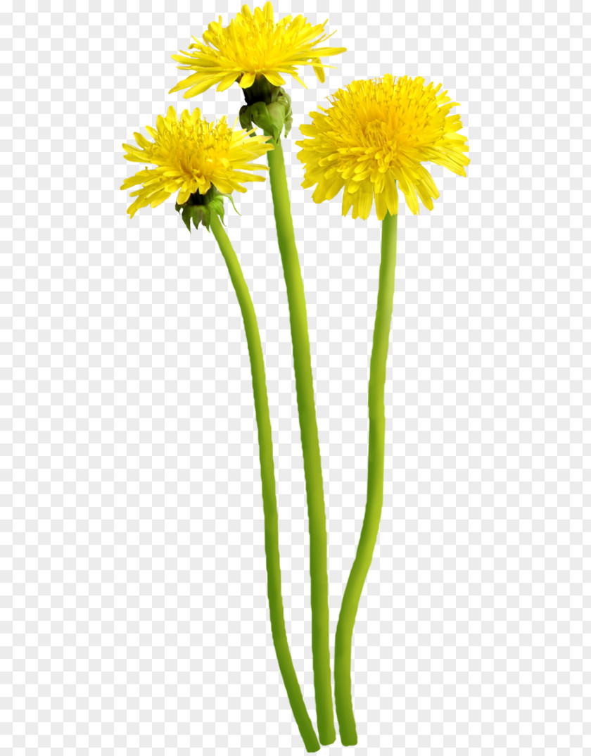 Dandelion Flower Digital Image Clip Art PNG