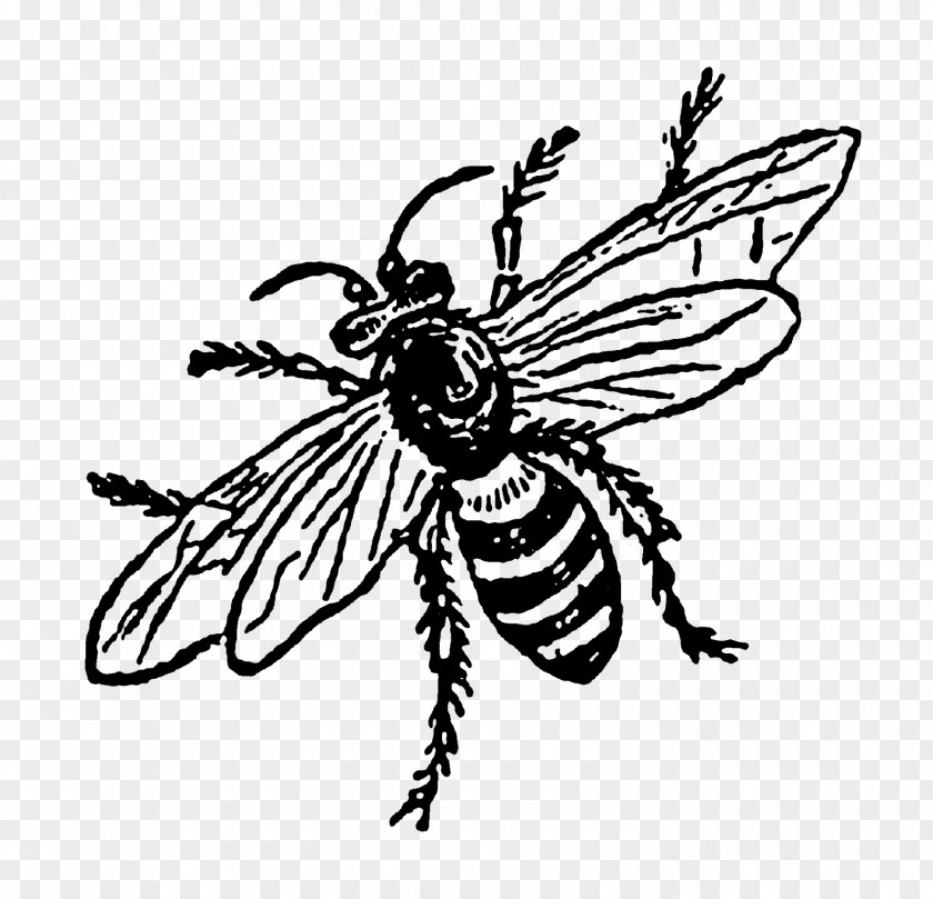 Digital Illustration Insect Honey Bee Visual Arts Pollinator PNG