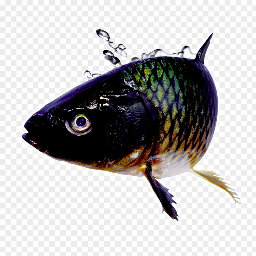Fish Koi Vertebrate Goldfish Grass Carp PNG
