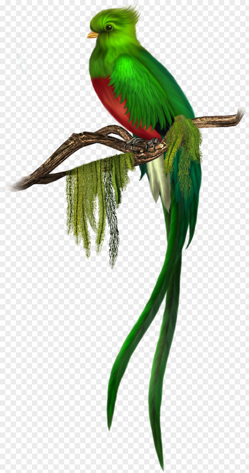 Green Bird Free Clipart Quetzal Clip Art PNG