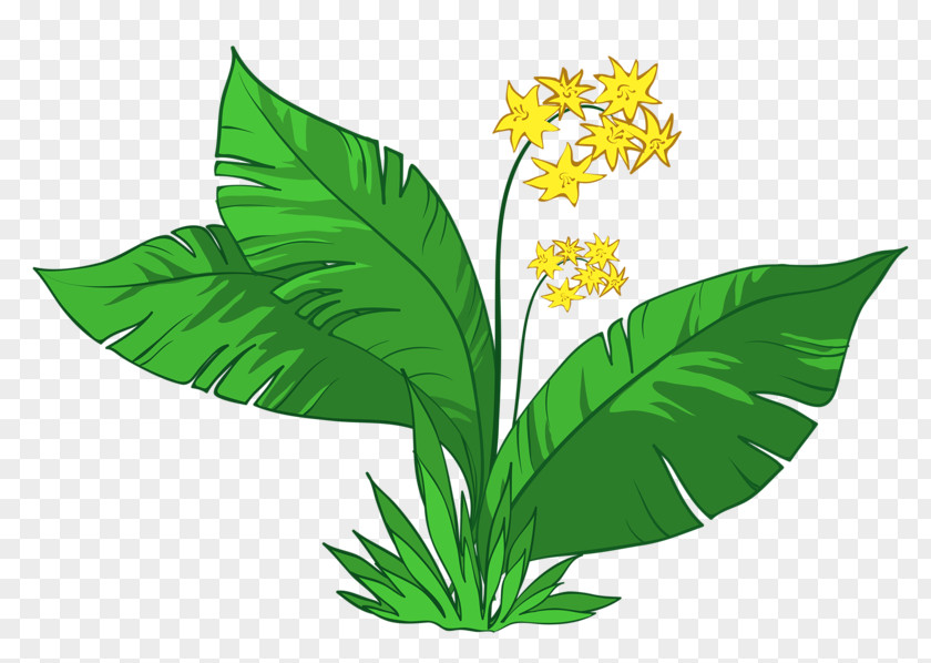 Green Plants Photography Clip Art PNG