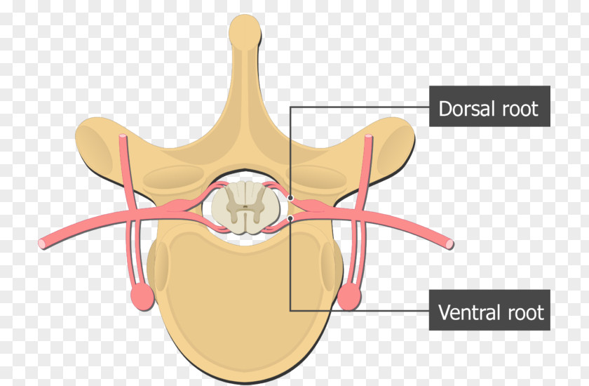Thoracic Dorsal Root Of Spinal Nerve Ventral Cord Vertebral Column PNG