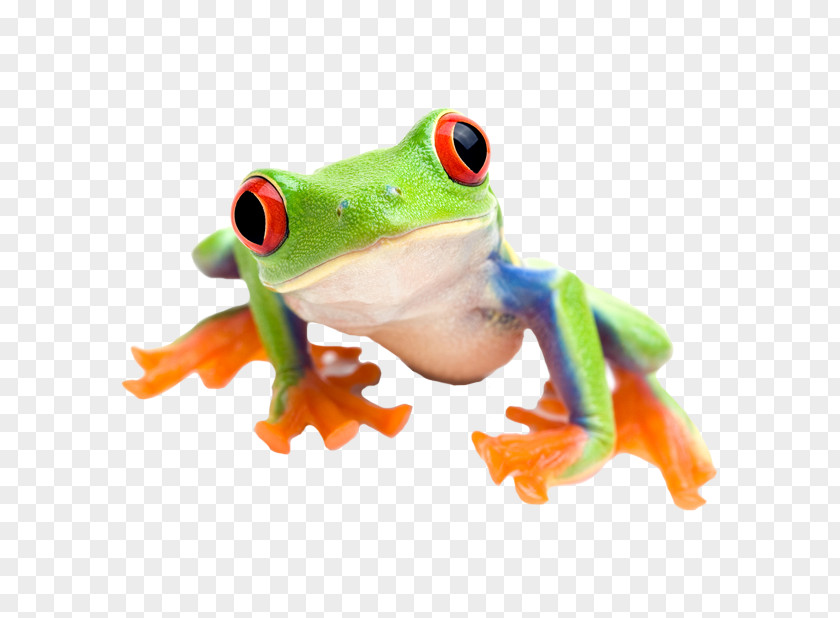 Animal Zoo Red-eyed Tree Frog Edible Stock Photography PNG