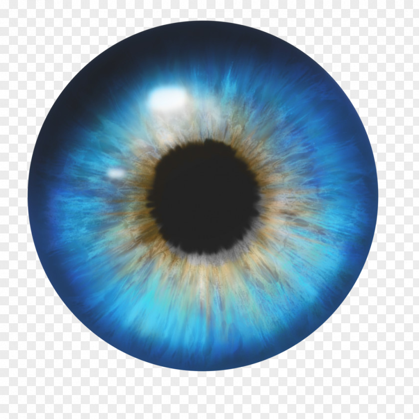 Eyes Human Eye PNG