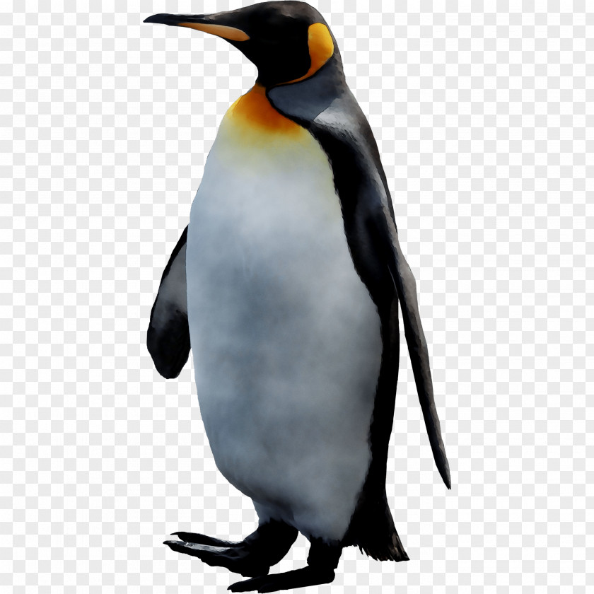 King Penguin Desktop Wallpaper Club PNG