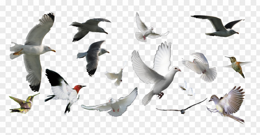 Pigeons Collection Bird PNG