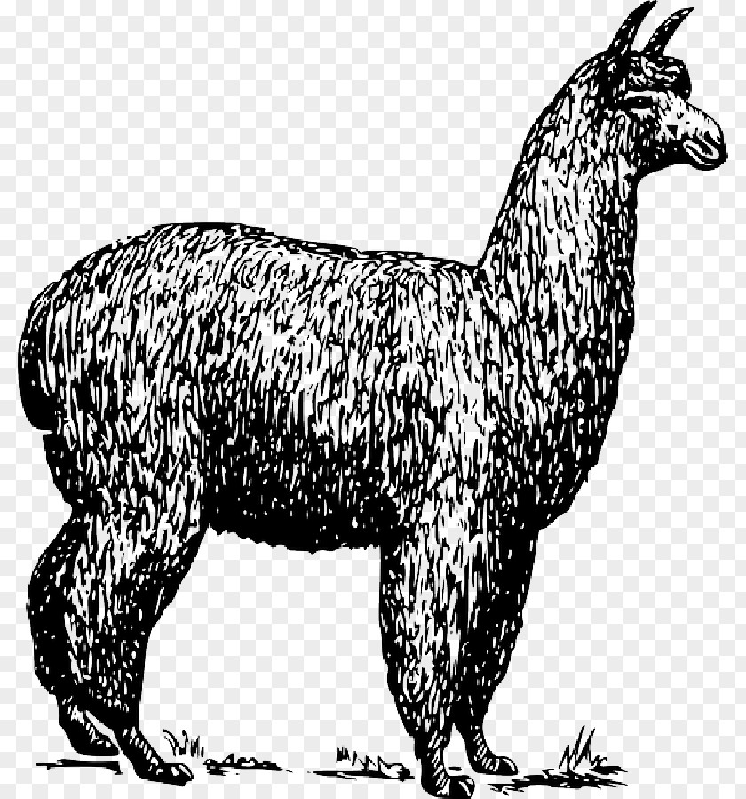 Vicuna Vector Alpaca Llama Graphics Clip Art Drawing PNG