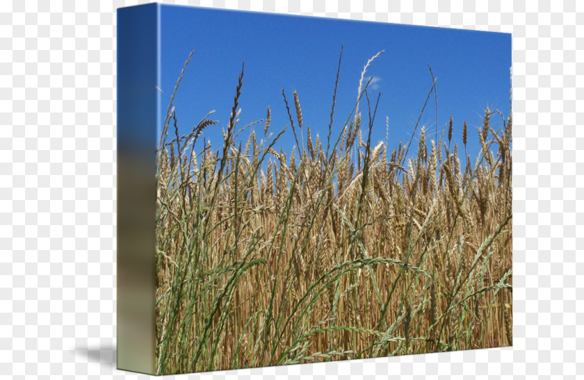 Whole-wheat Flour Triticale Vetiver Rye Ecoregion Prairie PNG