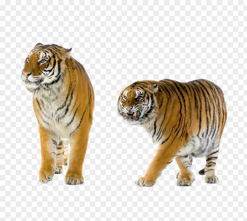 Lion Cat Felidae Leopard Bengal Tiger PNG