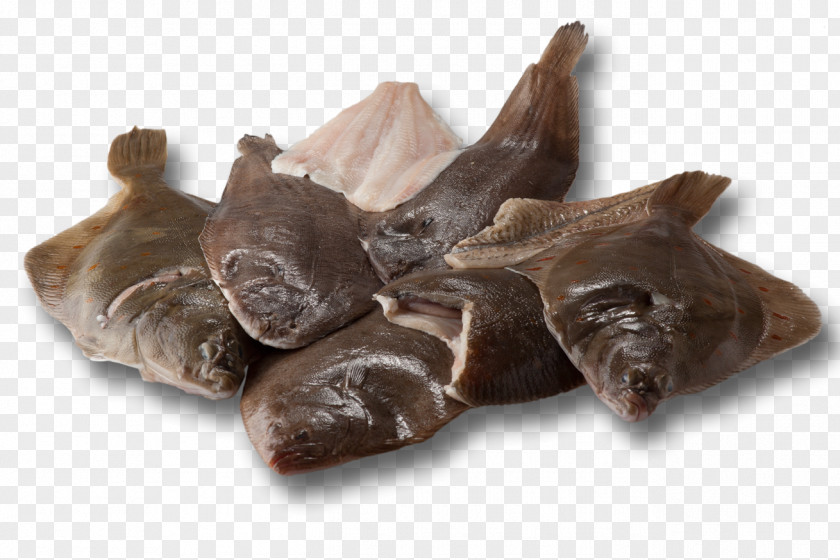 Pig Pig's Ear Snout PNG