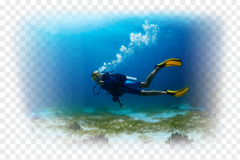 Scuba Diving Underwater Open Water Diver Certification Snorkeling PNG