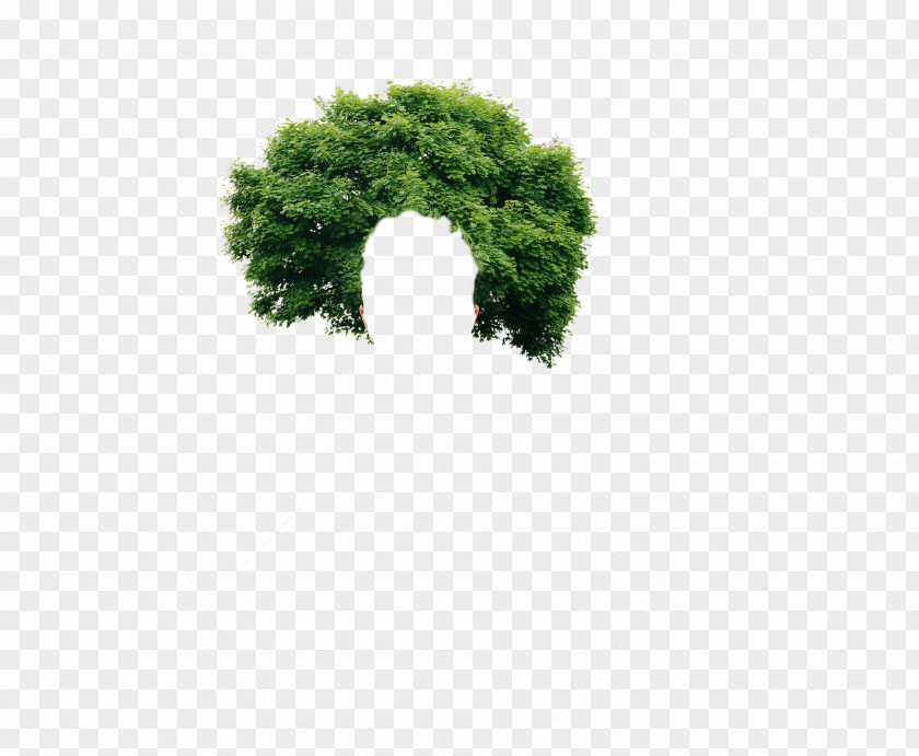 Tree Low Poly 3D Computer Graphics Energy Conservation PNG