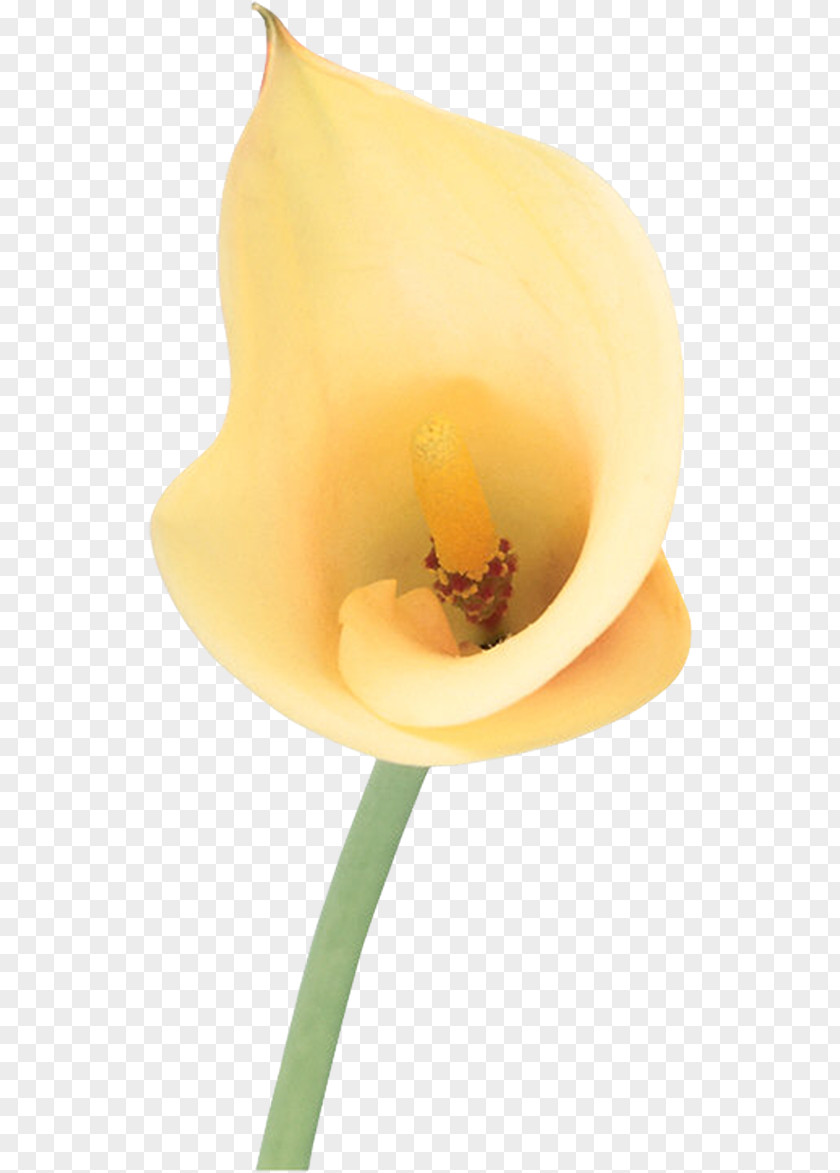 Calla Lily Gemeindeverwaltung Thiendorf Kamenzer Straße Photography Flower Close-up PNG