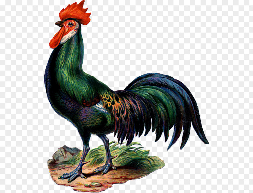 Chicken Rooster Antique Graphics Image PNG