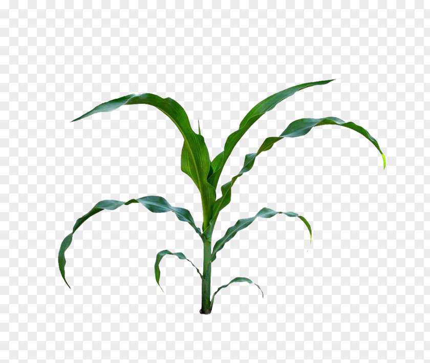 Corn Leaves On The Cob Maize Baby Field Clip Art PNG
