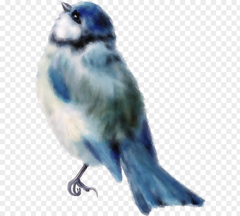 Hand-painted Blue Sparrow Bird Finch Drawing PNG