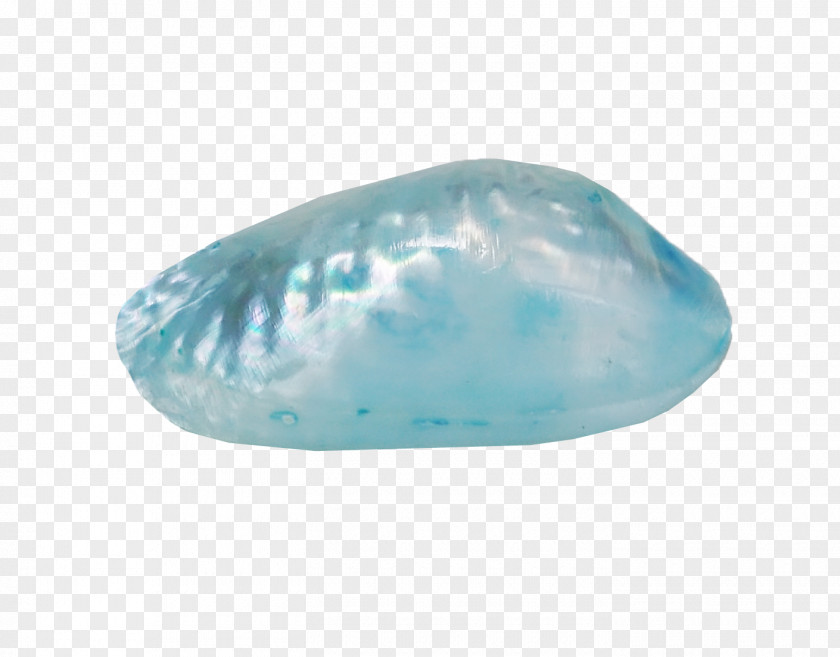 Beautiful Blue Conch Sea Snail PNG