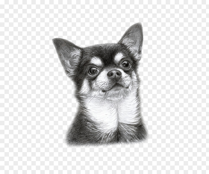 Chihuahua Art Puppy Dog Breed Companion Drawing PNG