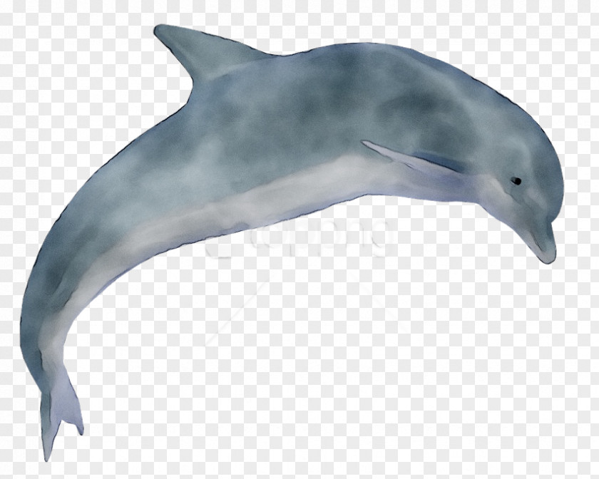 Clip Art Dolphin Image PNG