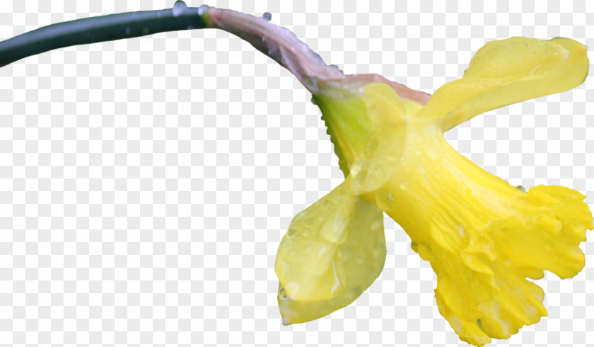 Daffodil Flower Computer Software PNG