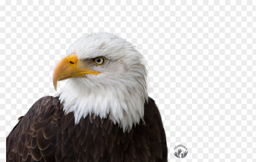 Eagle Bald Stock Photography Ajdaa Ilan Ljam Shutterstock PNG