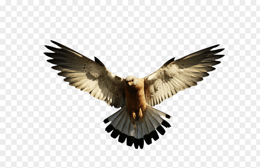 Eagle Image Download Falcon Clip Art PNG
