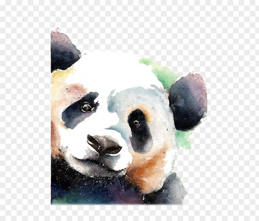 Giant Panda Bear Watercolor Painting Drawing PNG
