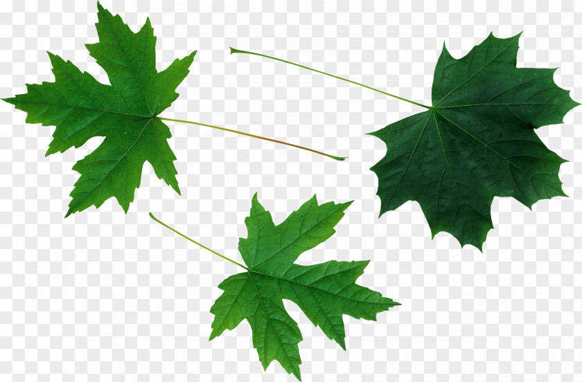 Leaf Maple Drawing Child Flag Of Canada PNG