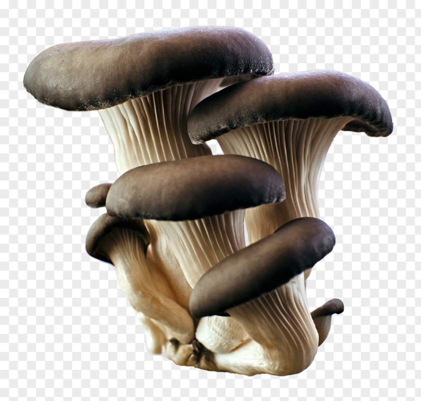 Mushroom Oyster Food Common PNG