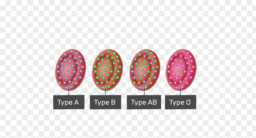 Blood Type Duffy Antigen System Red Cell Human Group Systems PNG