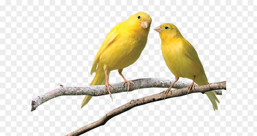 Domestic Canary Finches Budgerigar Pet Yellow PNG