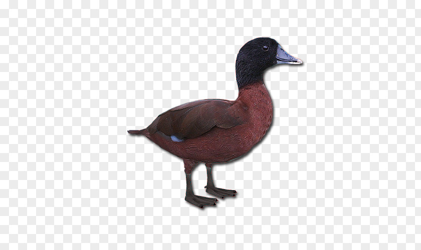 Goose Mallard Duck Fauna Feather PNG