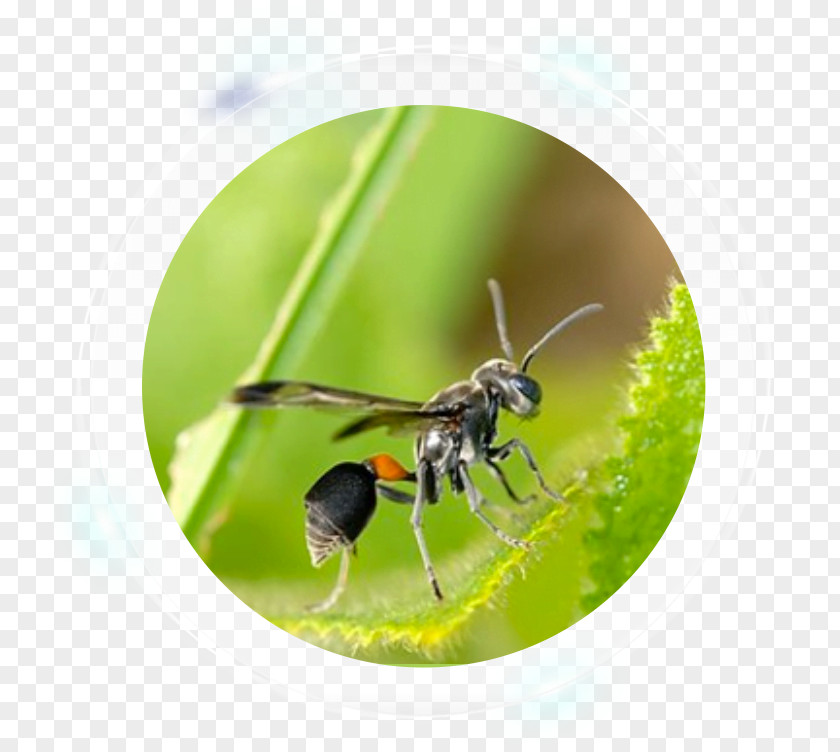 Hornet Bee Characteristics Of Common Wasps And Bees Ant Pest Control PNG