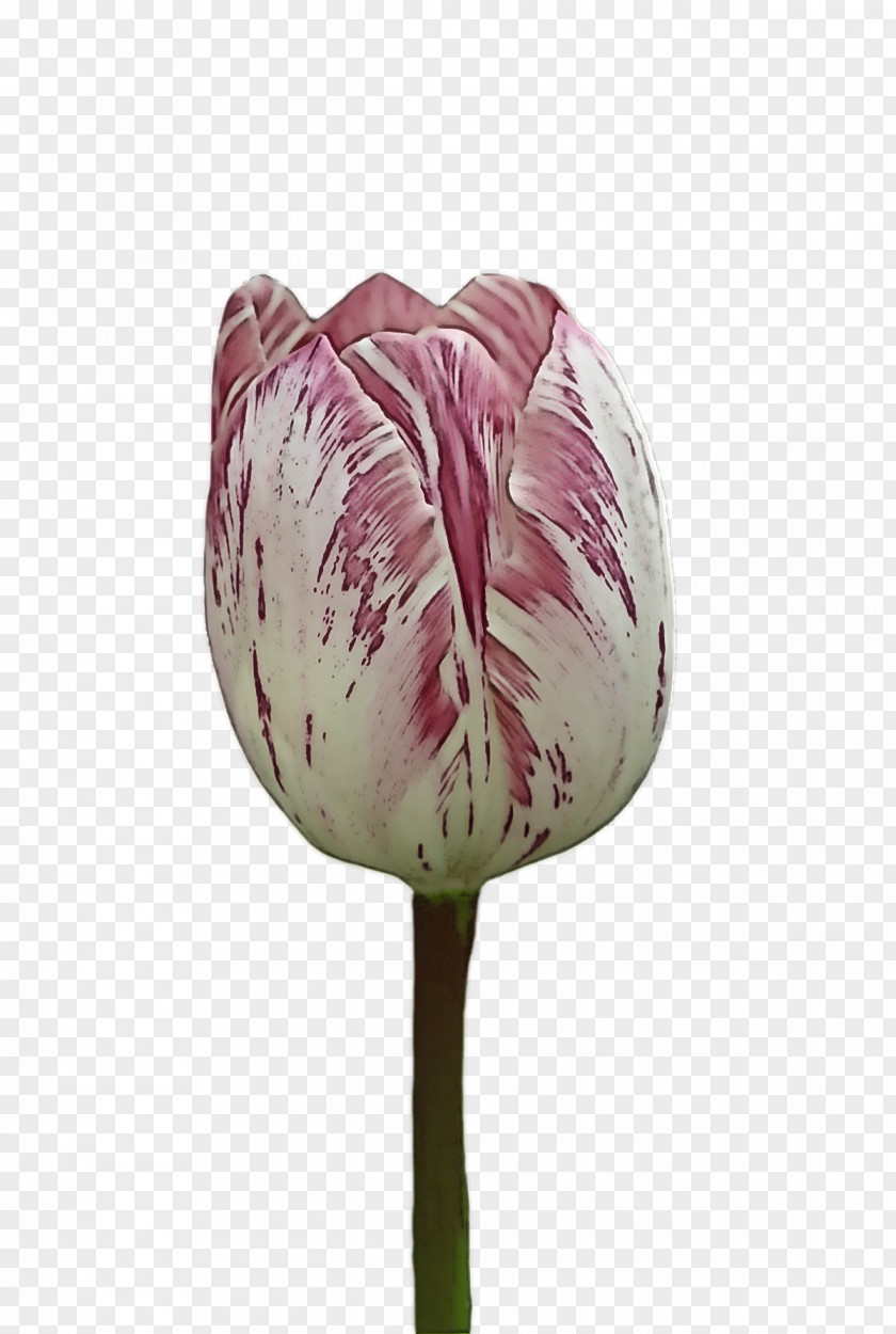 Plant Stem Tulip Lilies Petal Flower PNG