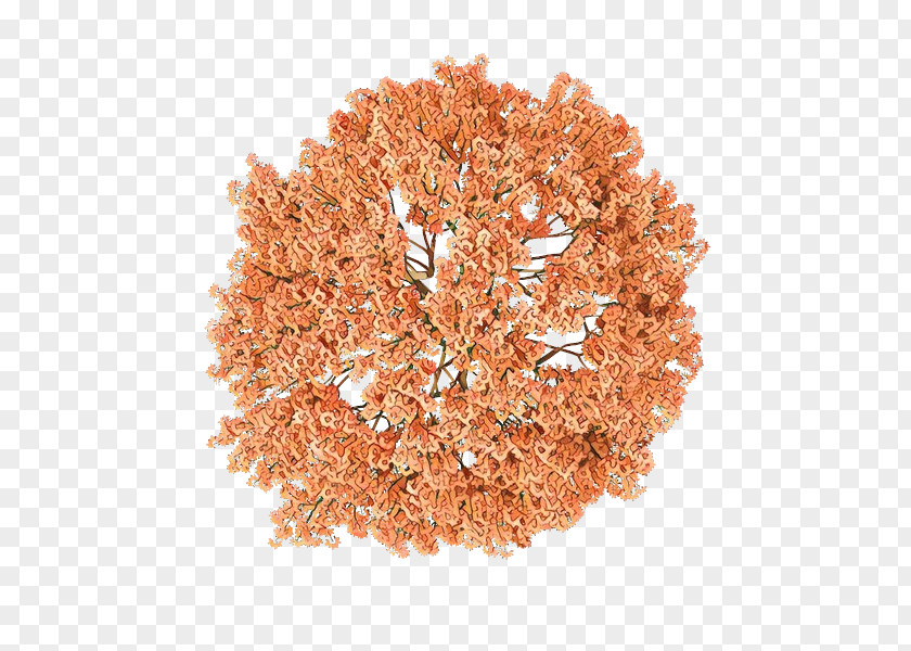 Cut Flowers Hydrangea Orange PNG