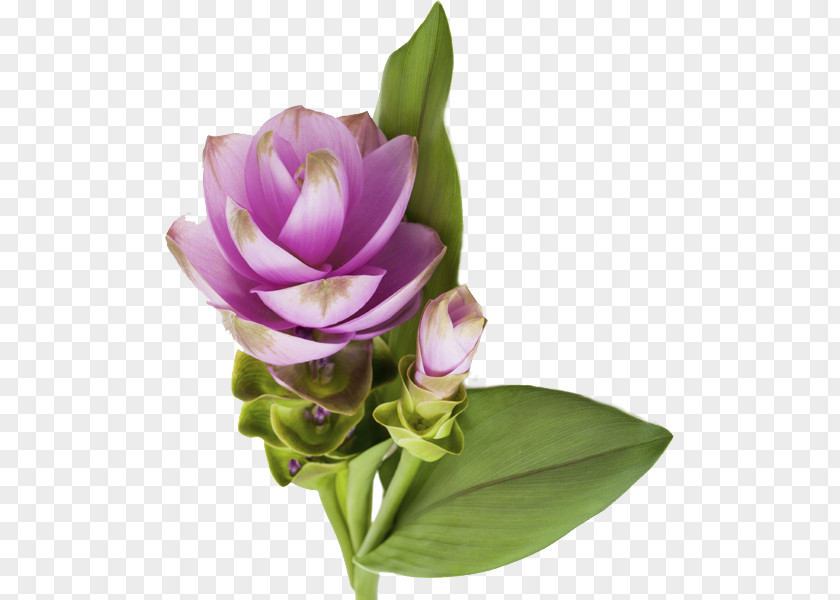 Flower Floral Design Cut Flowers Antinfiammatori Naturali: Prevenire E Curare In Modo Efficace, Senza Effetti Collaterali Bouquet PNG